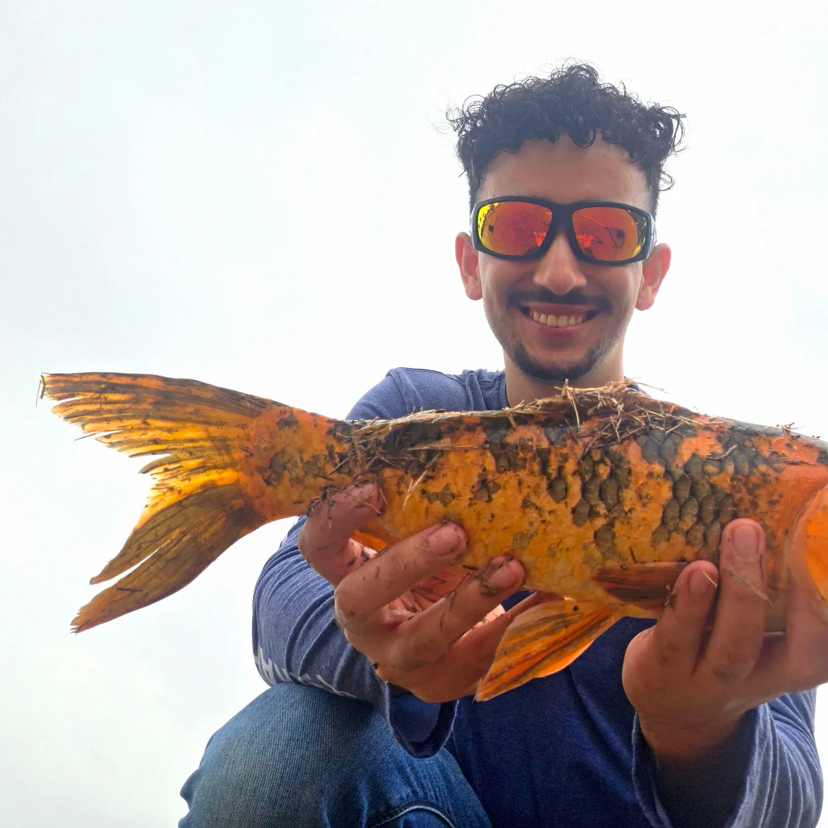 Koi carp caught on Fishbrain