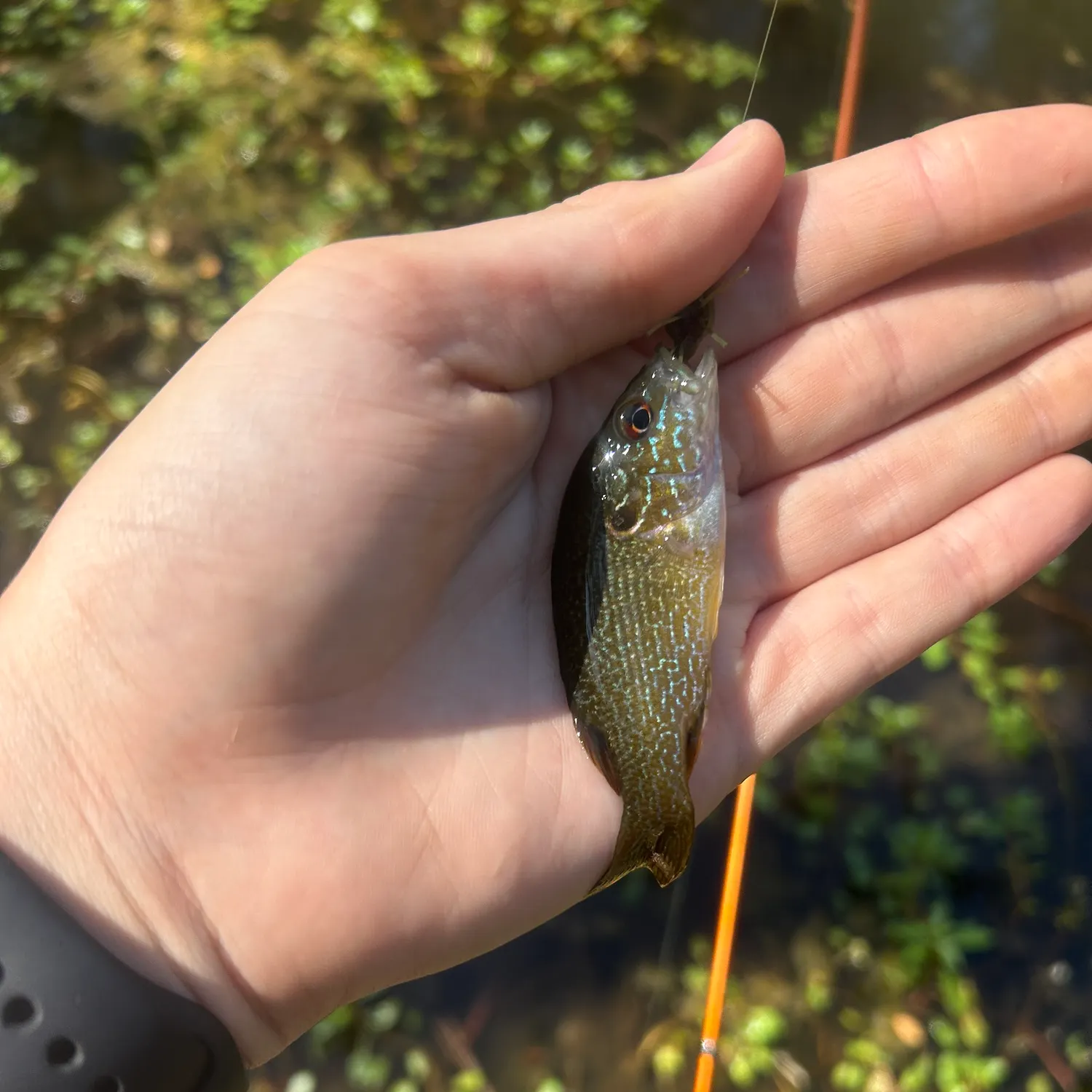 Green sunfish caught on Fishbrain