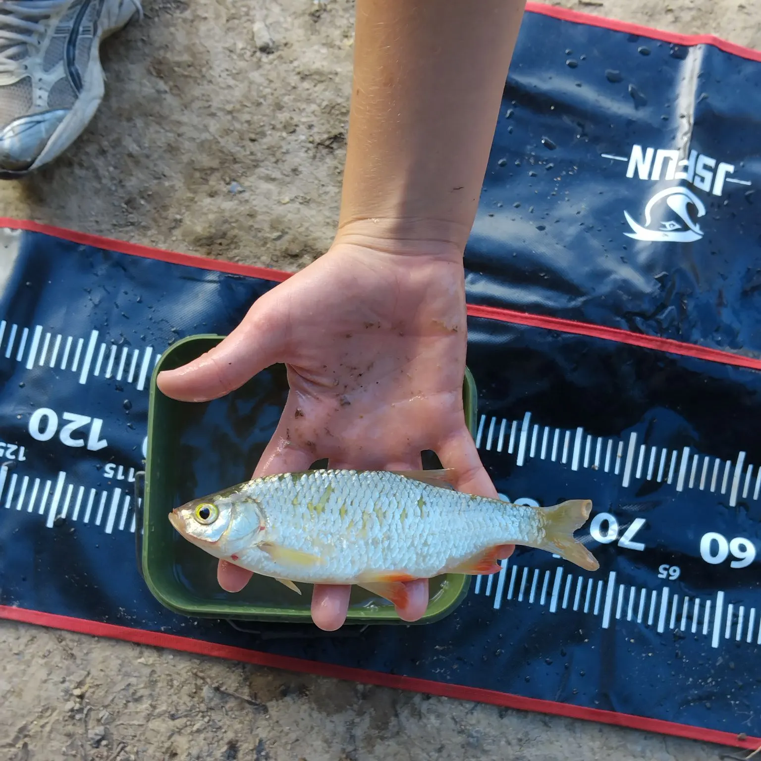 Common roach caught on Fishbrain