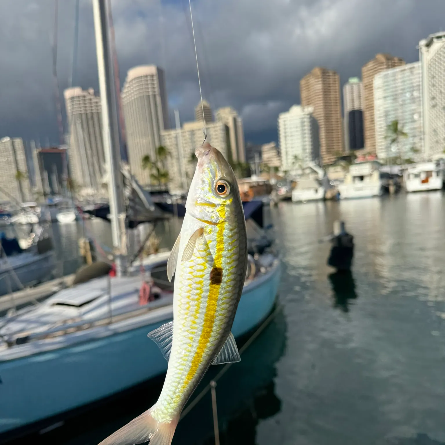 The most recent Yellowstripe goatfish catches on Fishbrain