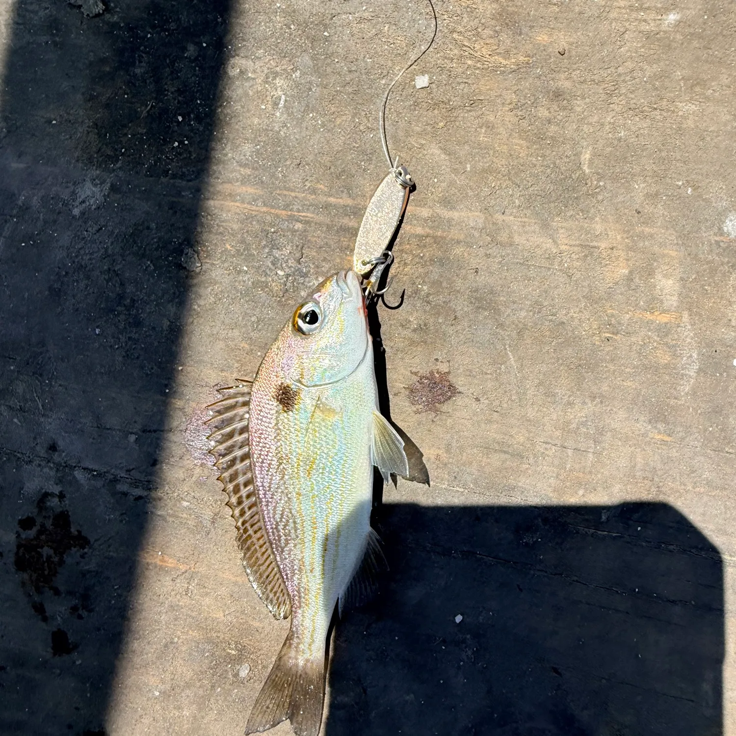 The most recent Yellowstripe grunt catches on Fishbrain