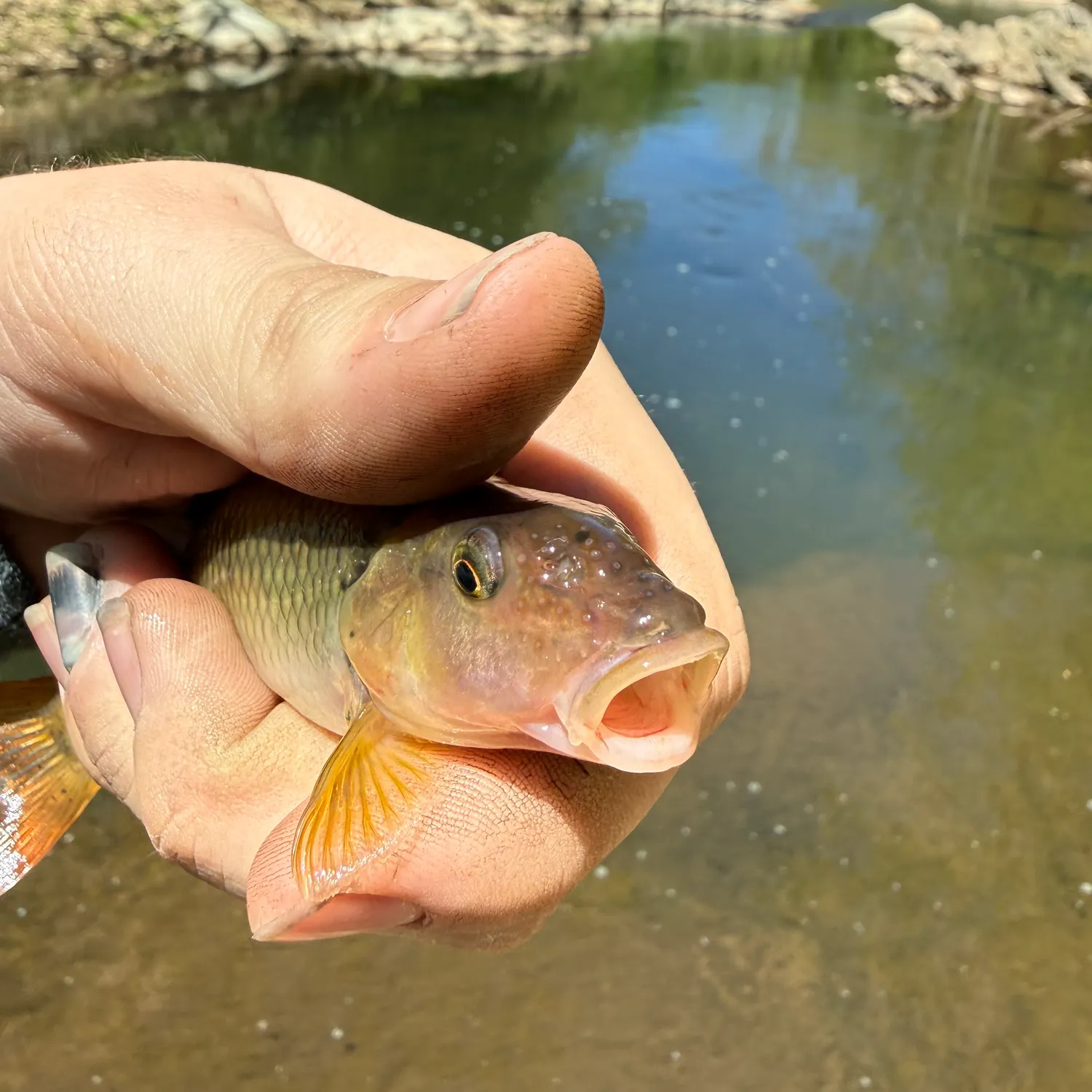 The most recent River chub catches on Fishbrain