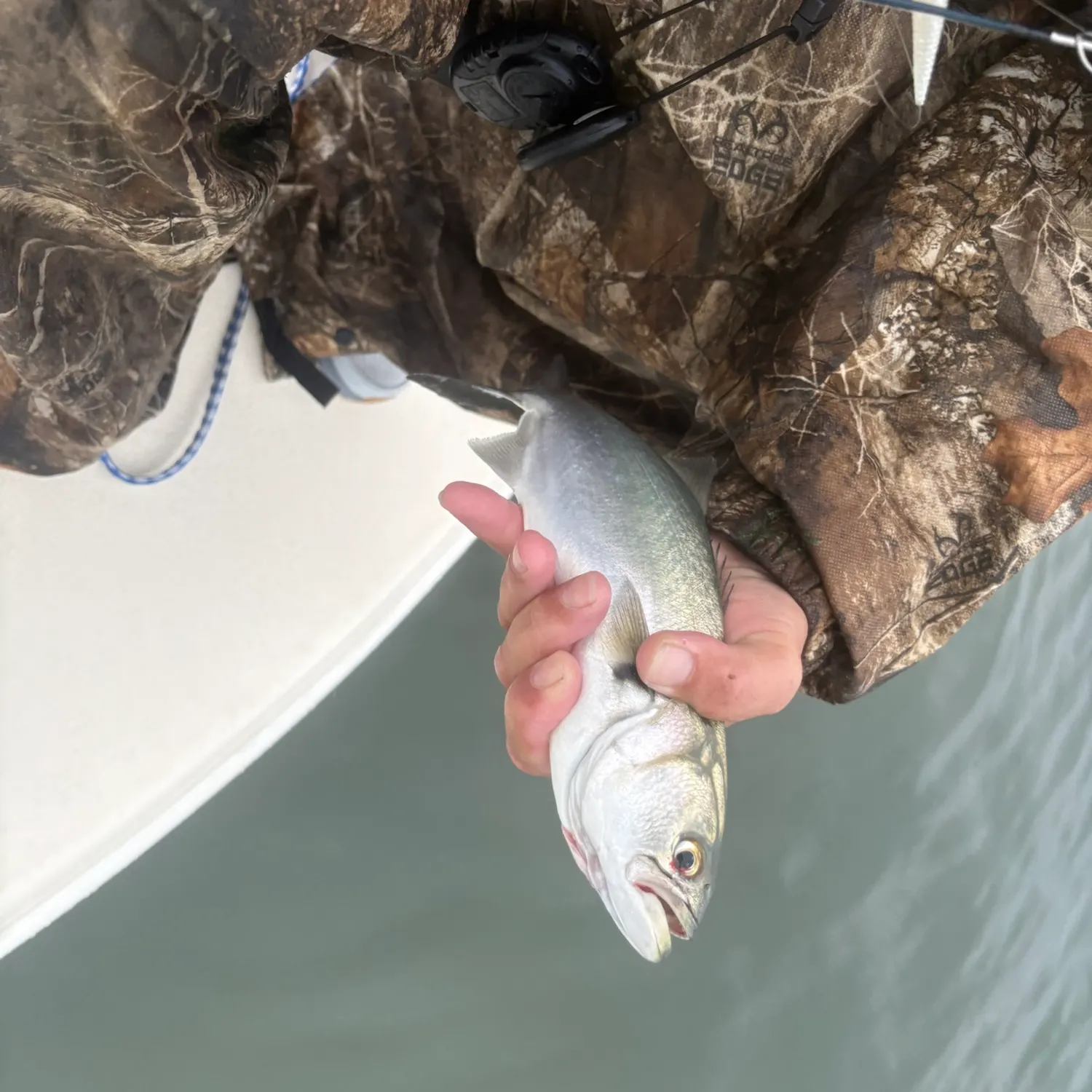 Bluefish caught on Fishbrain