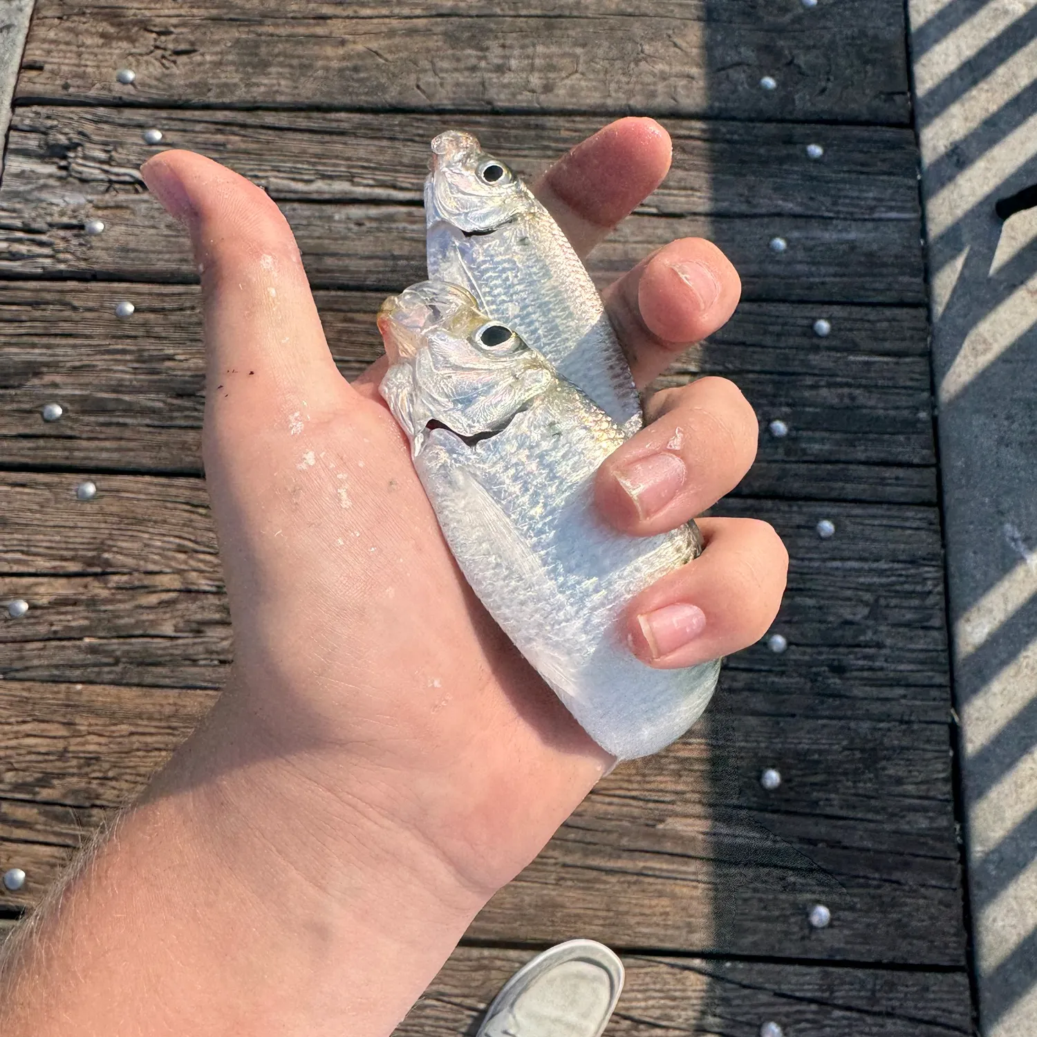 The most recent Scaled herring catches on Fishbrain