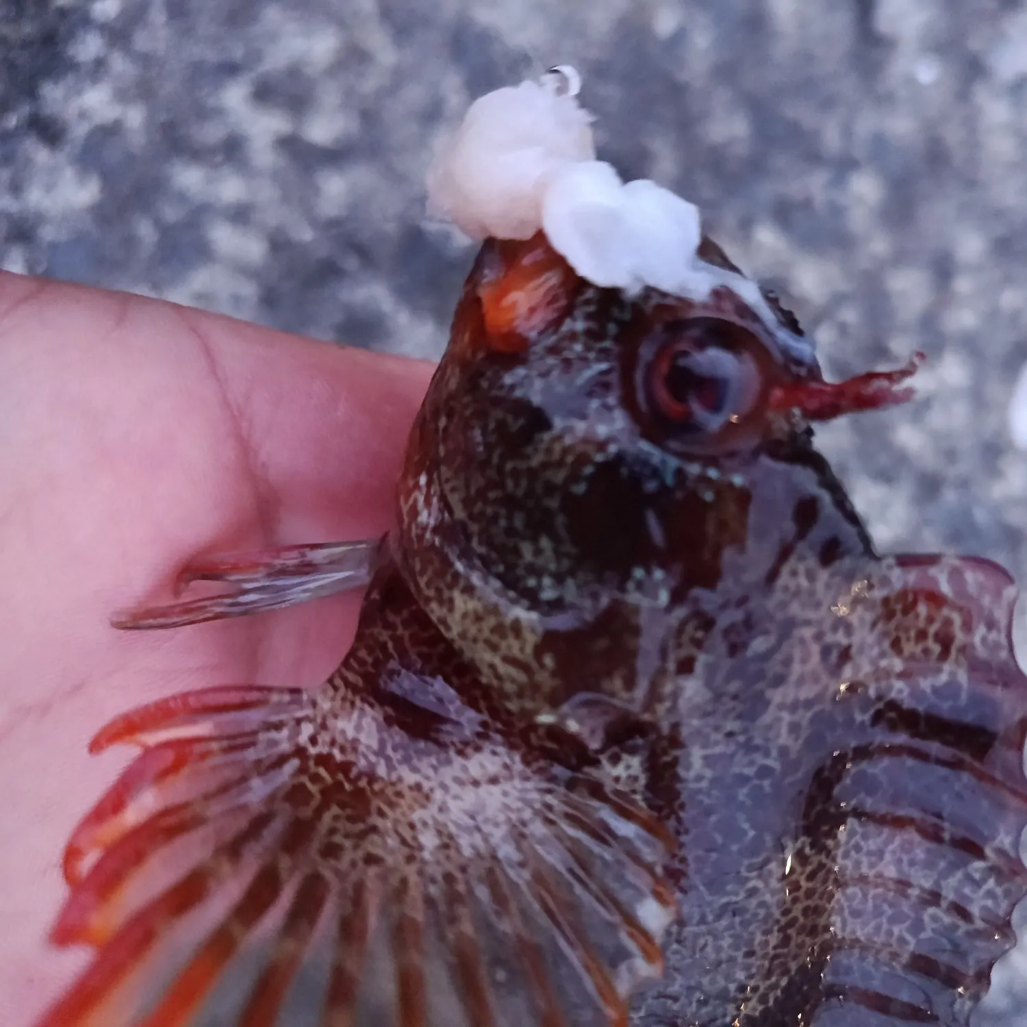 Tompot blenny caught on Fishbrain