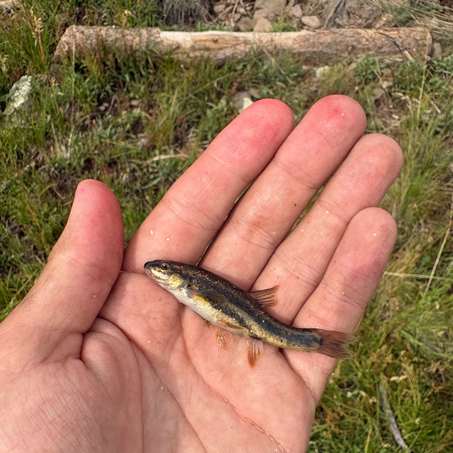The most recent Western blacknose dace catches on Fishbrain