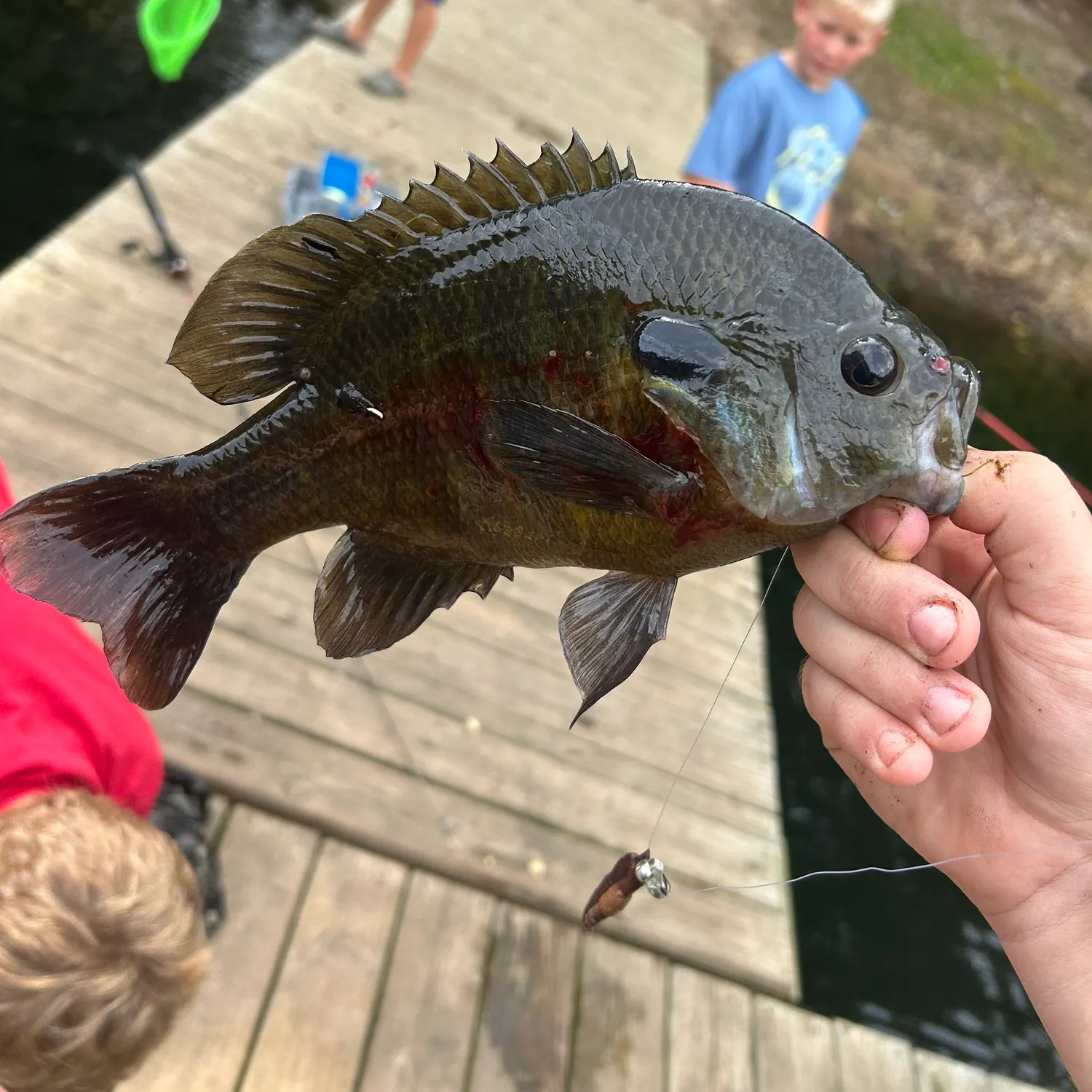 Greengill hybrid caught on Fishbrain