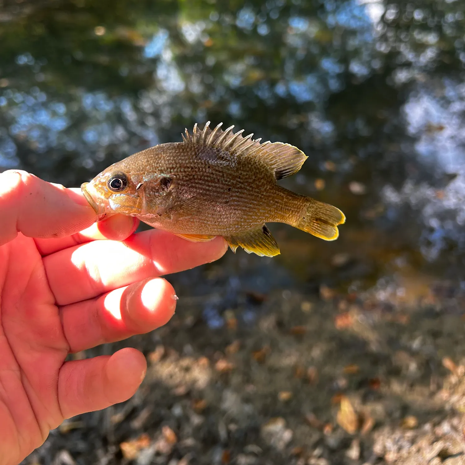 Green sunfish caught on Fishbrain