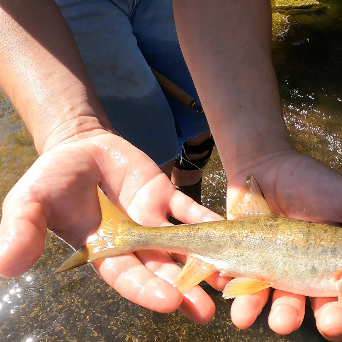The most recent Roundtail chub catches on Fishbrain