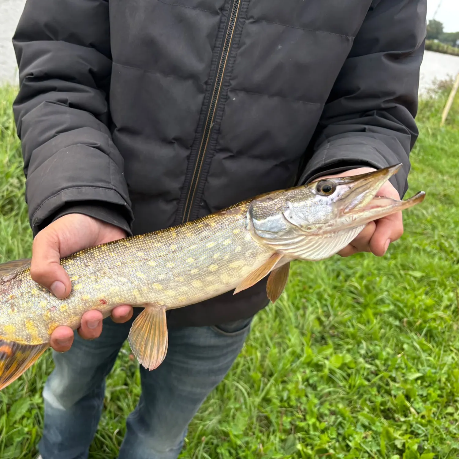 Northern pike caught on Fishbrain