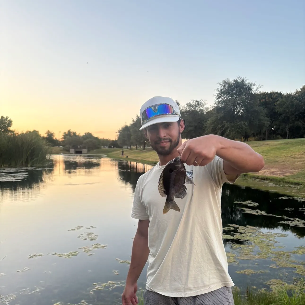 Greengill hybrid caught on Fishbrain