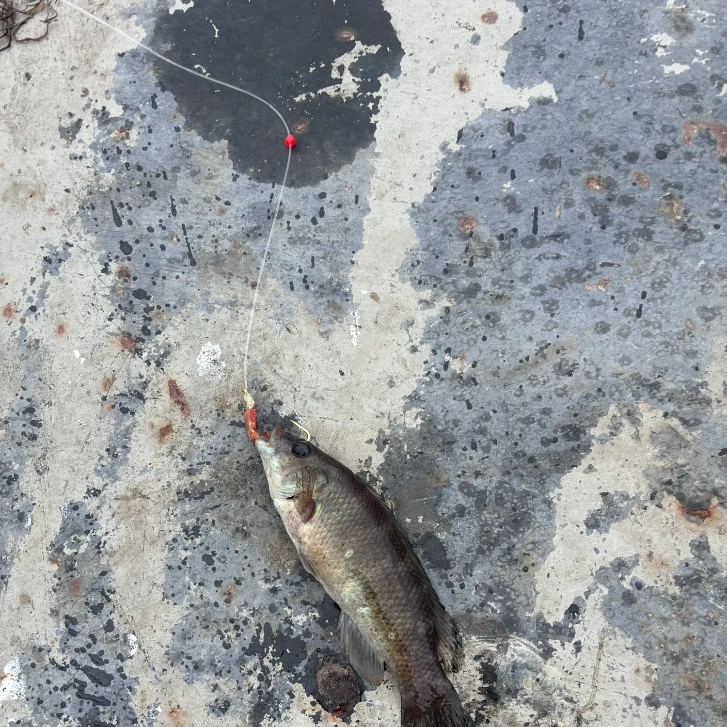 Cunner caught on Fishbrain