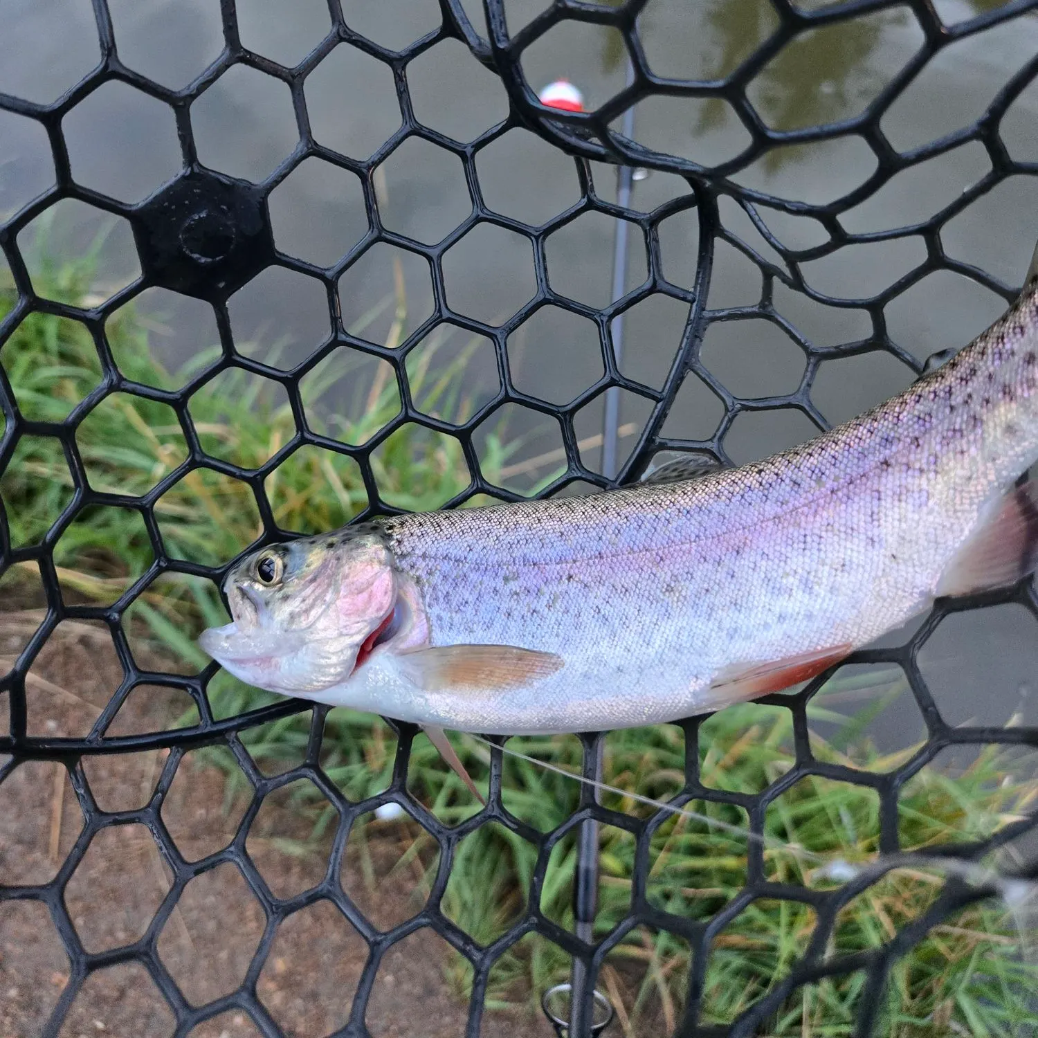 Rainbow trout caught on Fishbrain