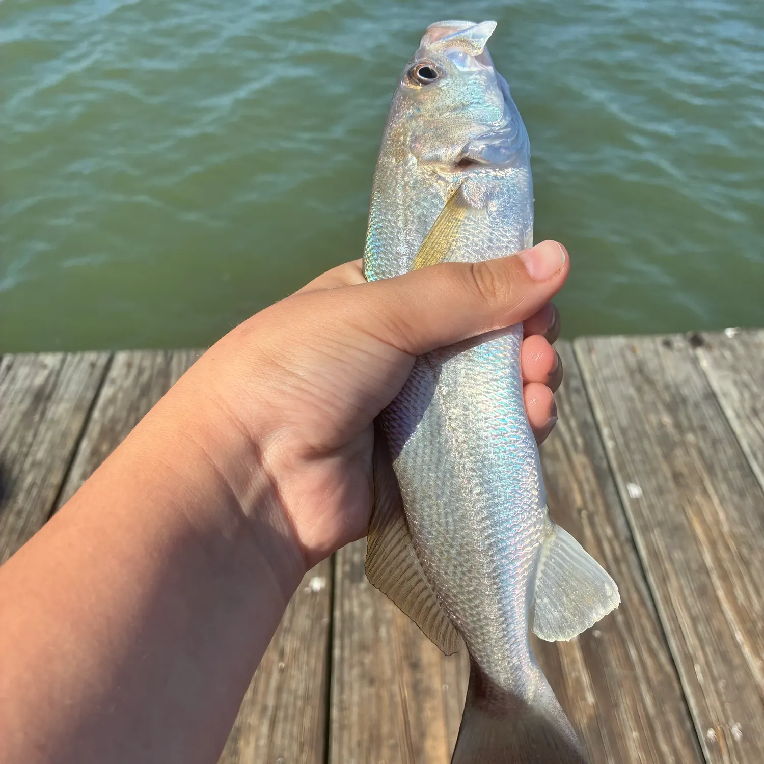 The most recent Sand seatrout catches on Fishbrain