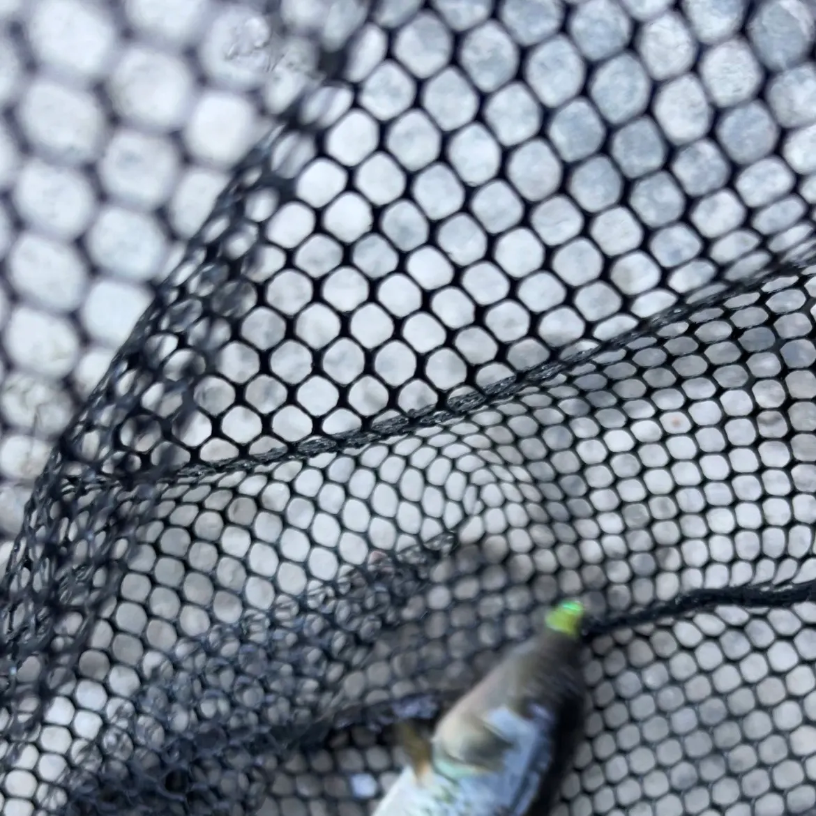 River chub caught on Fishbrain
