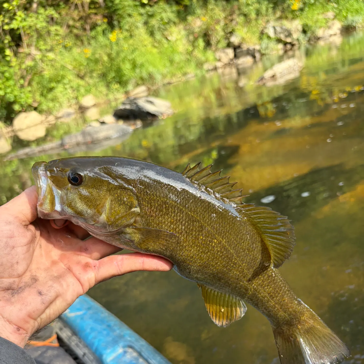 Smallmouth bass caught on Fishbrain