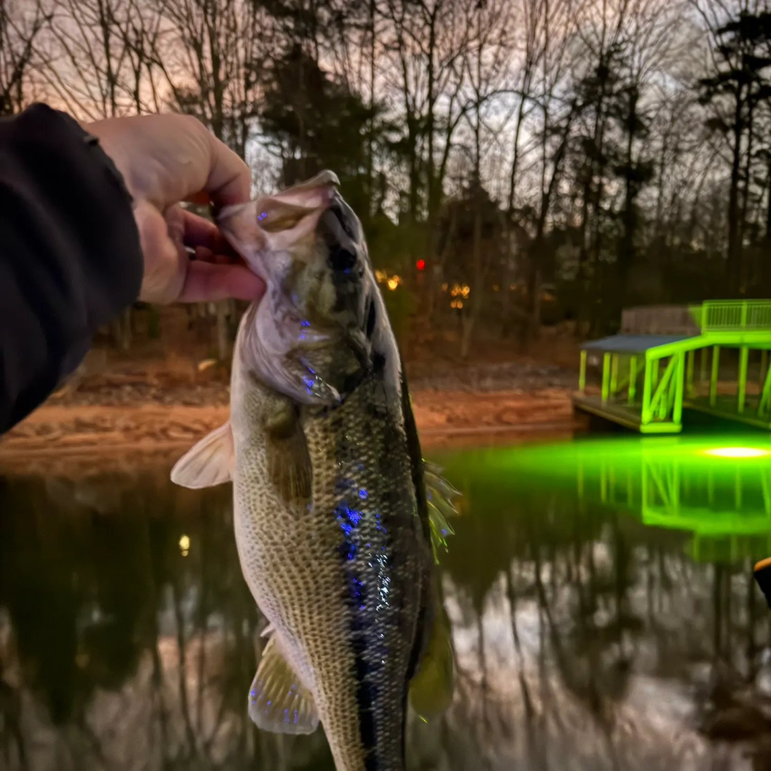 The most recent Spotted bass catches on Fishbrain