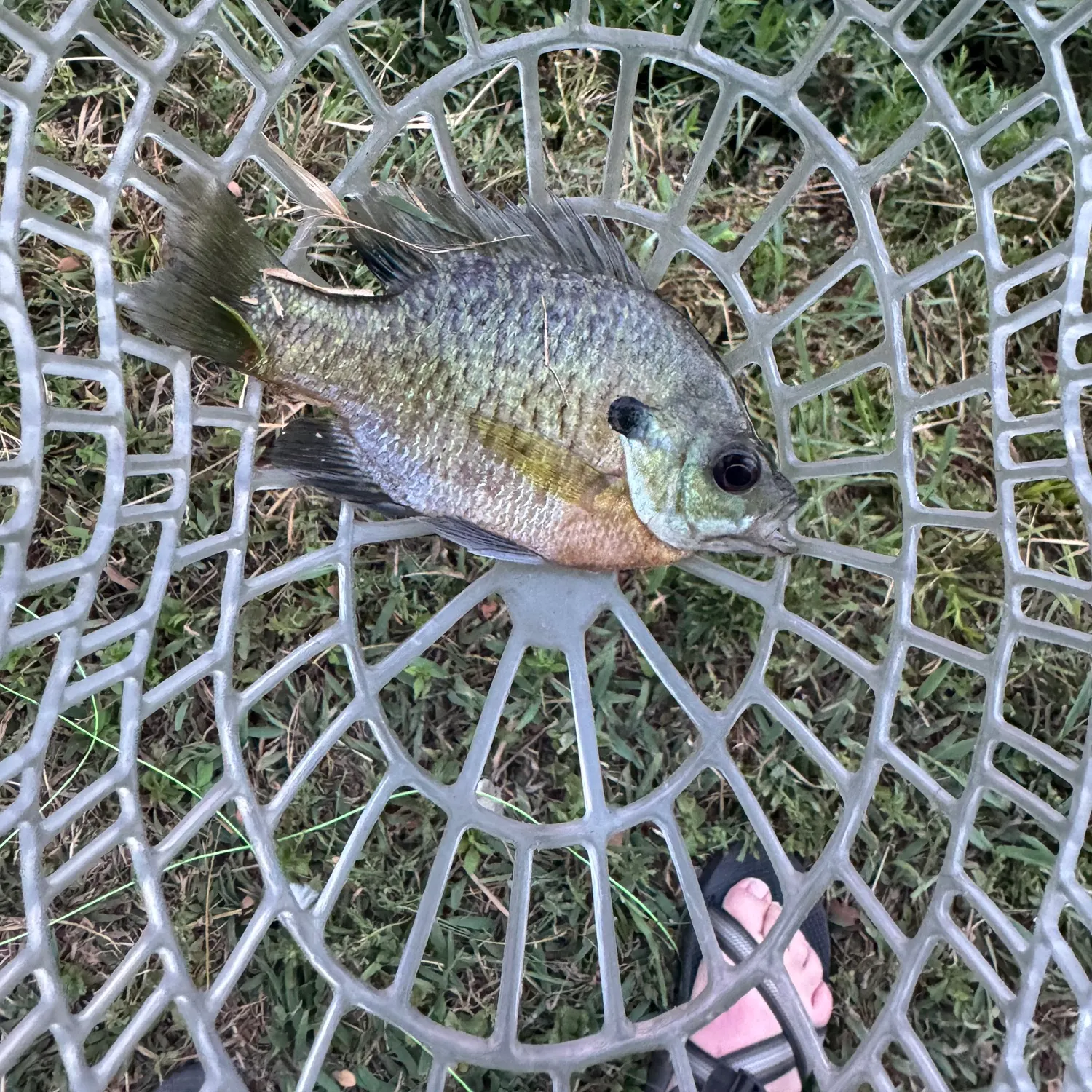 Bluegill caught on Fishbrain