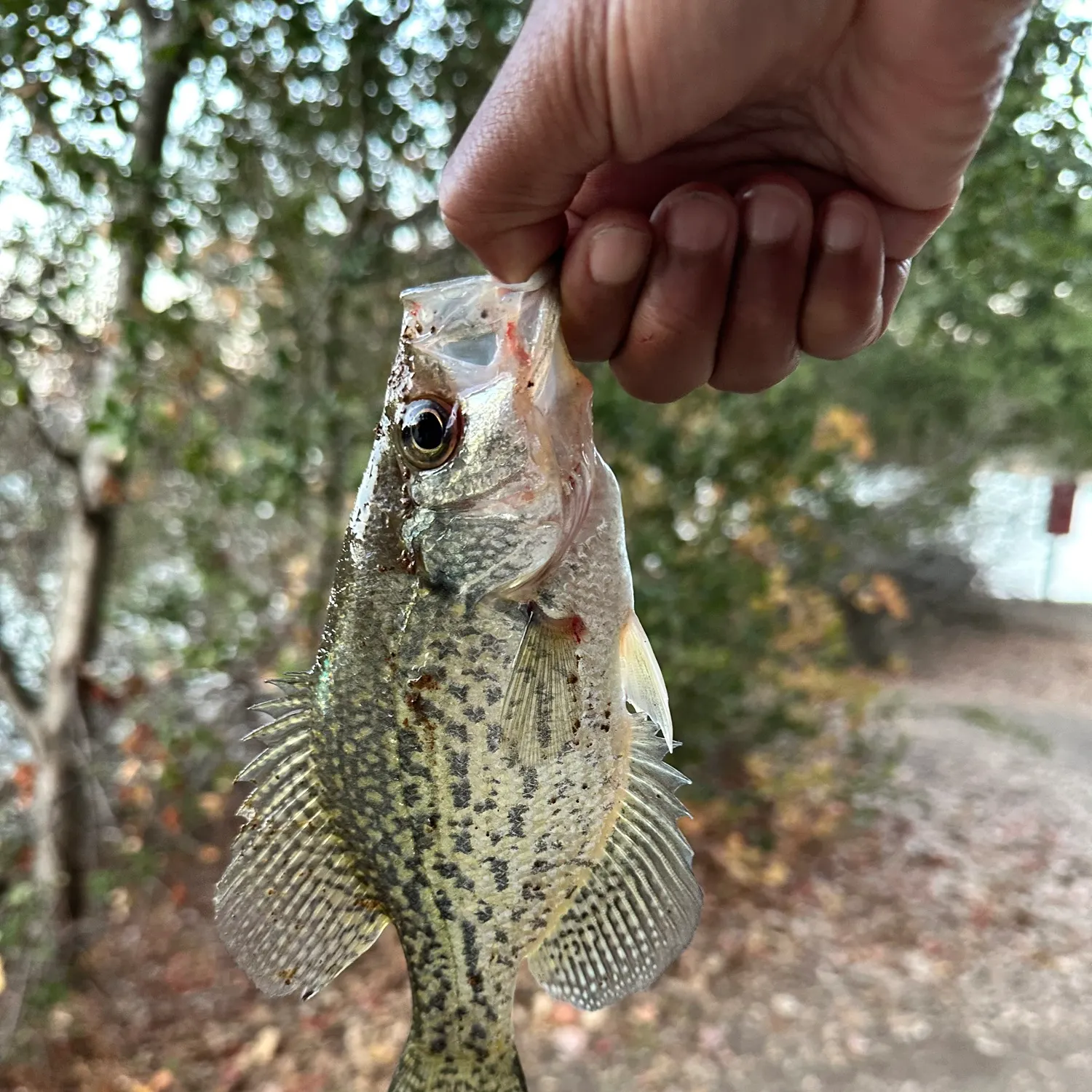Black crappie caught on Fishbrain