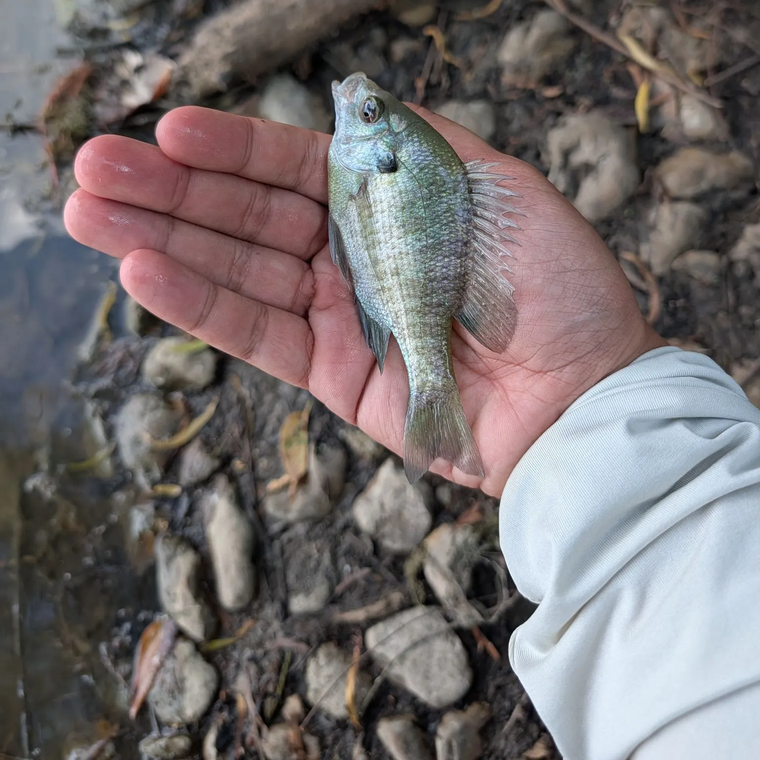 Green sunfish caught on Fishbrain