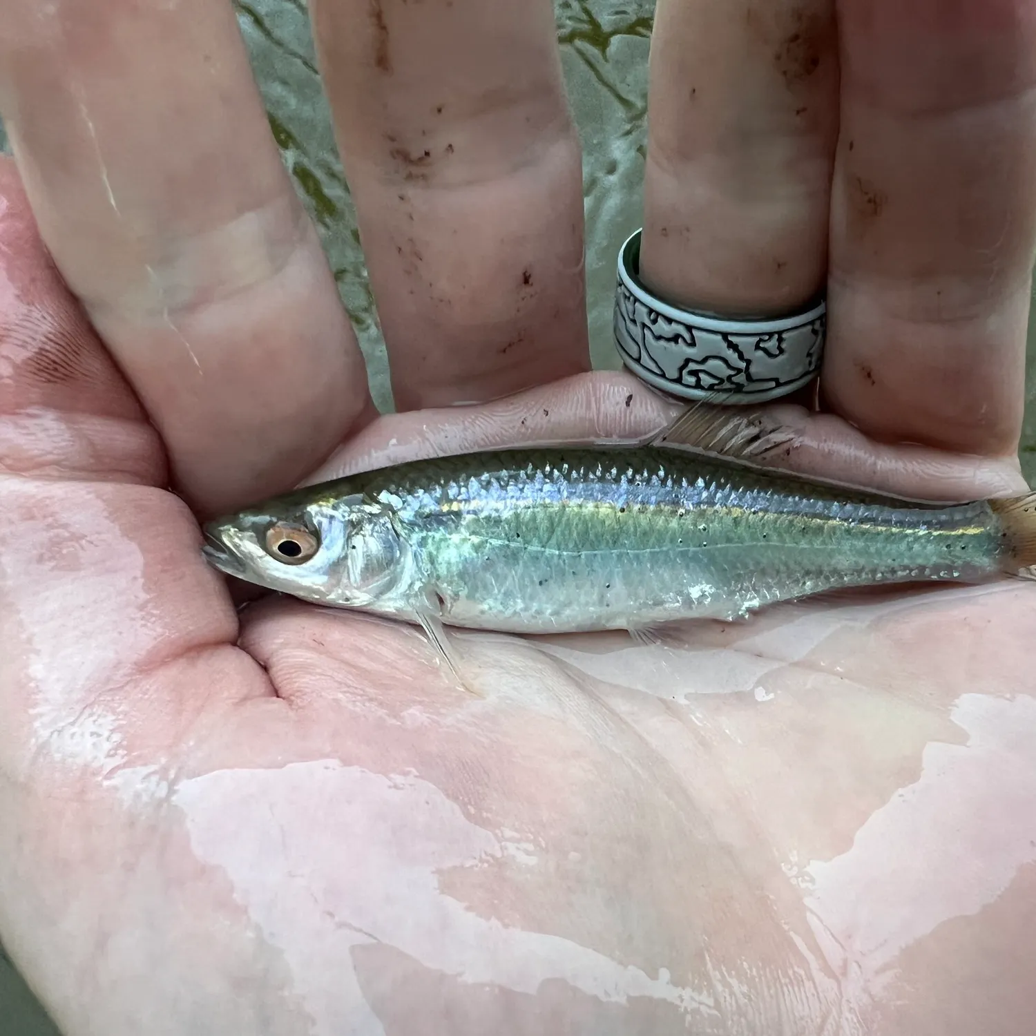 The most popular recent Spotfin shiner catch on Fishbrain