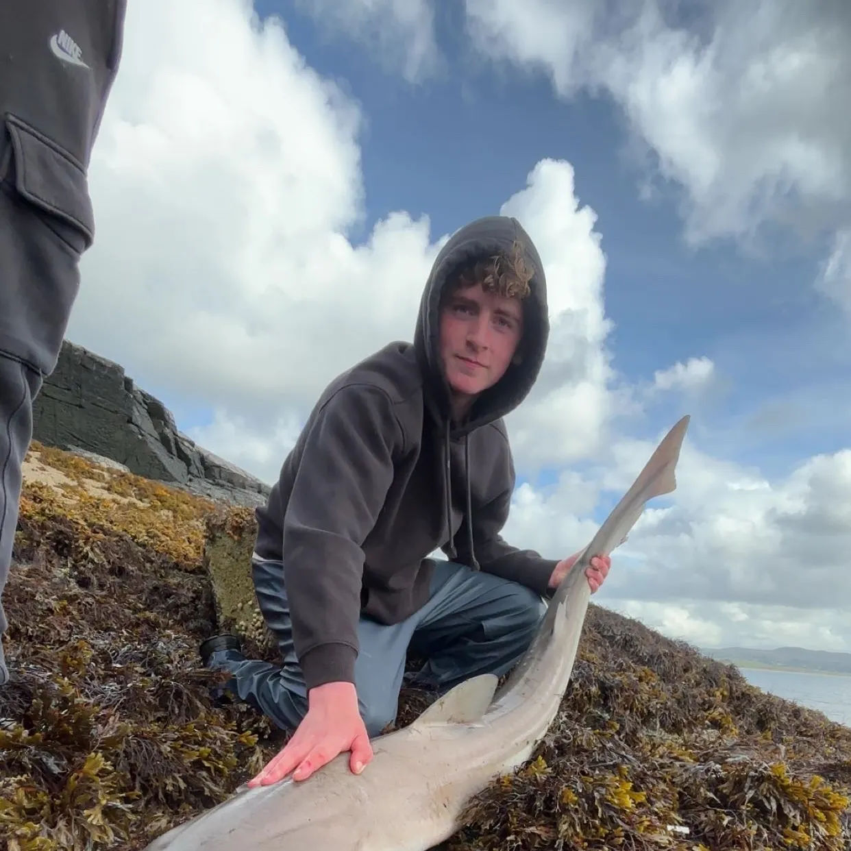 The most recent Tope shark catches on Fishbrain