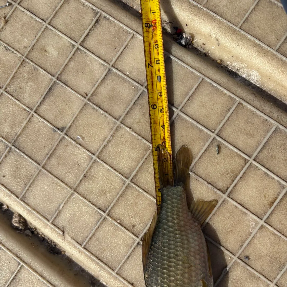 The most recent Prussian carp catches on Fishbrain