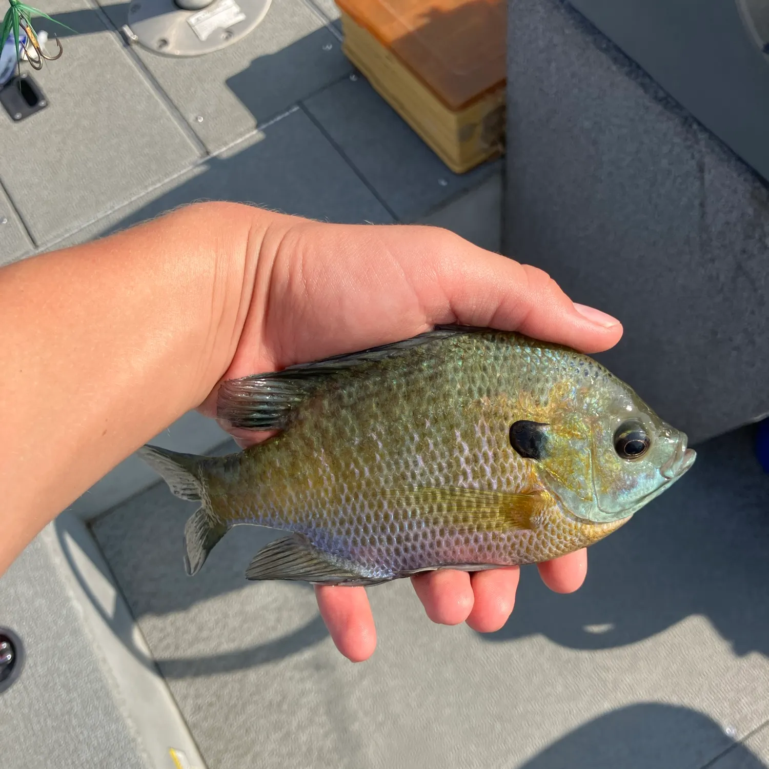 catch