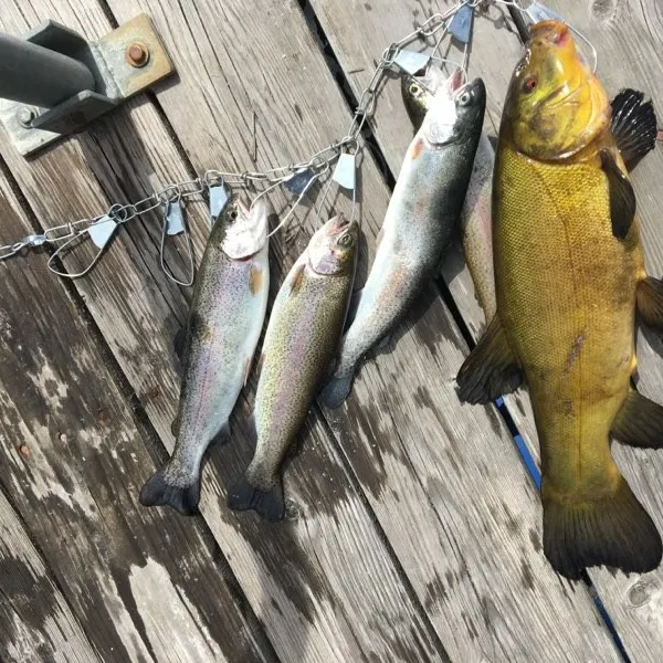 recently logged catches