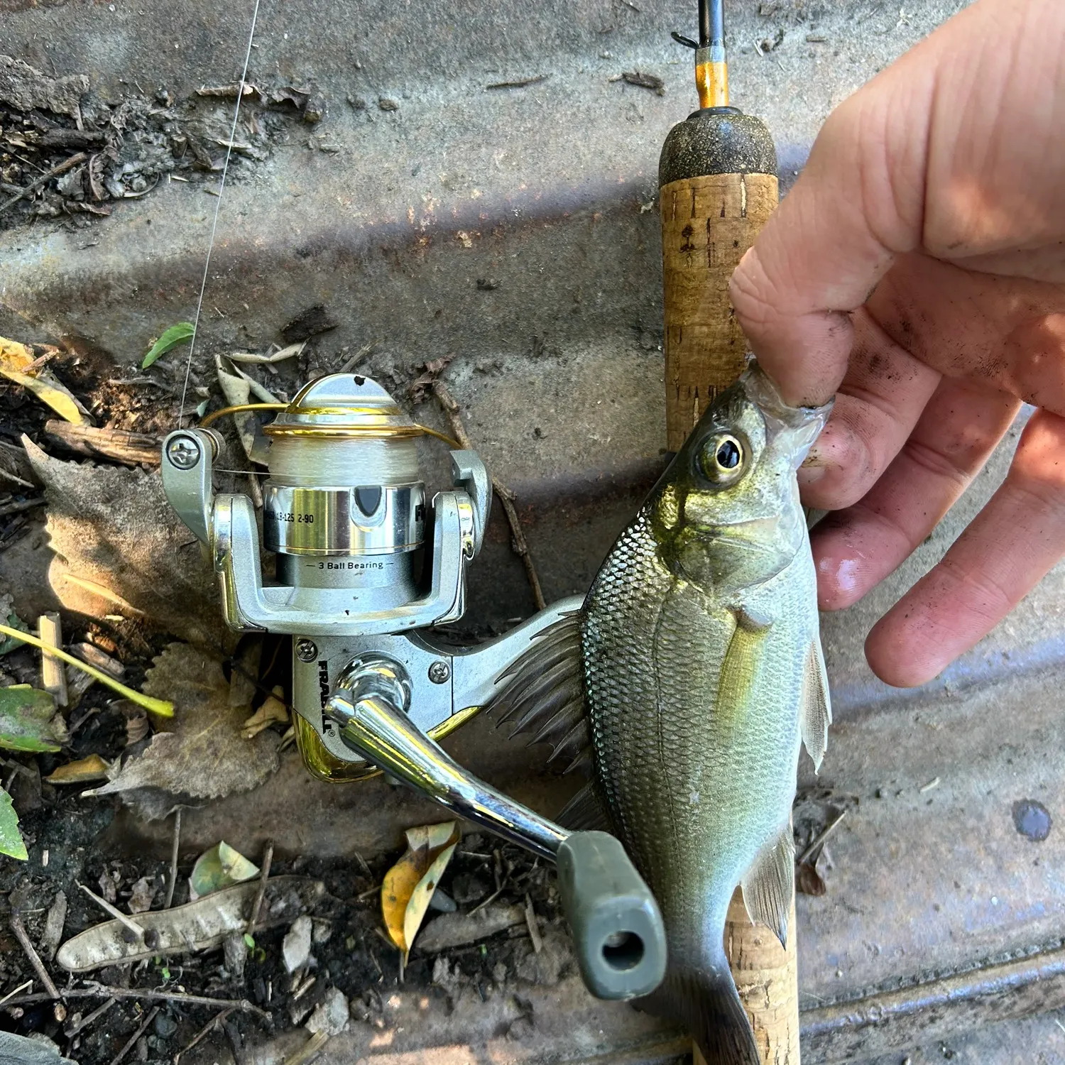 White perch caught on Fishbrain