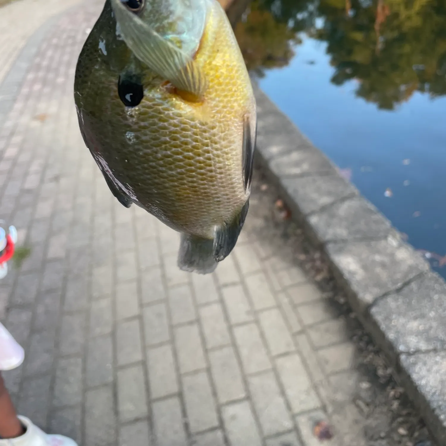 Bluegill caught on Fishbrain