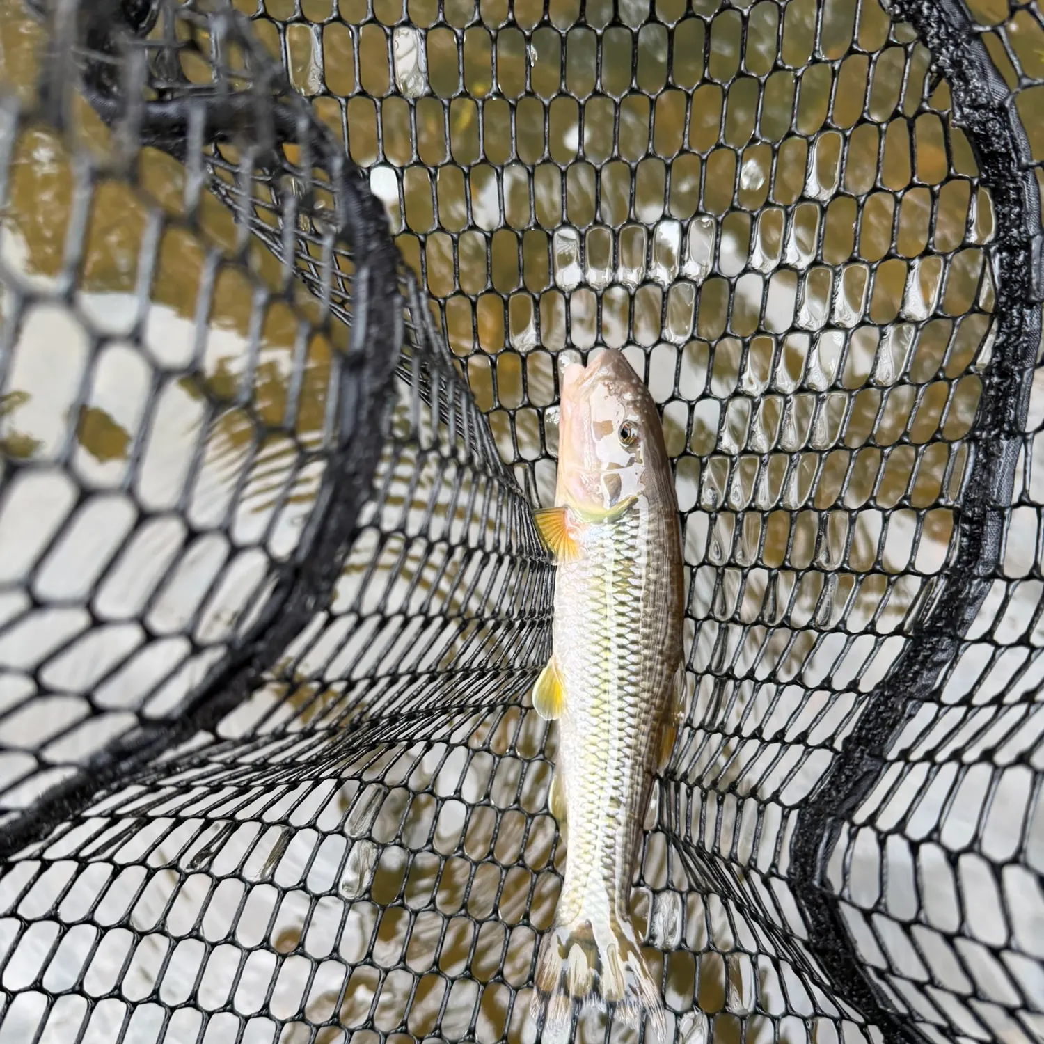 River chub caught on Fishbrain