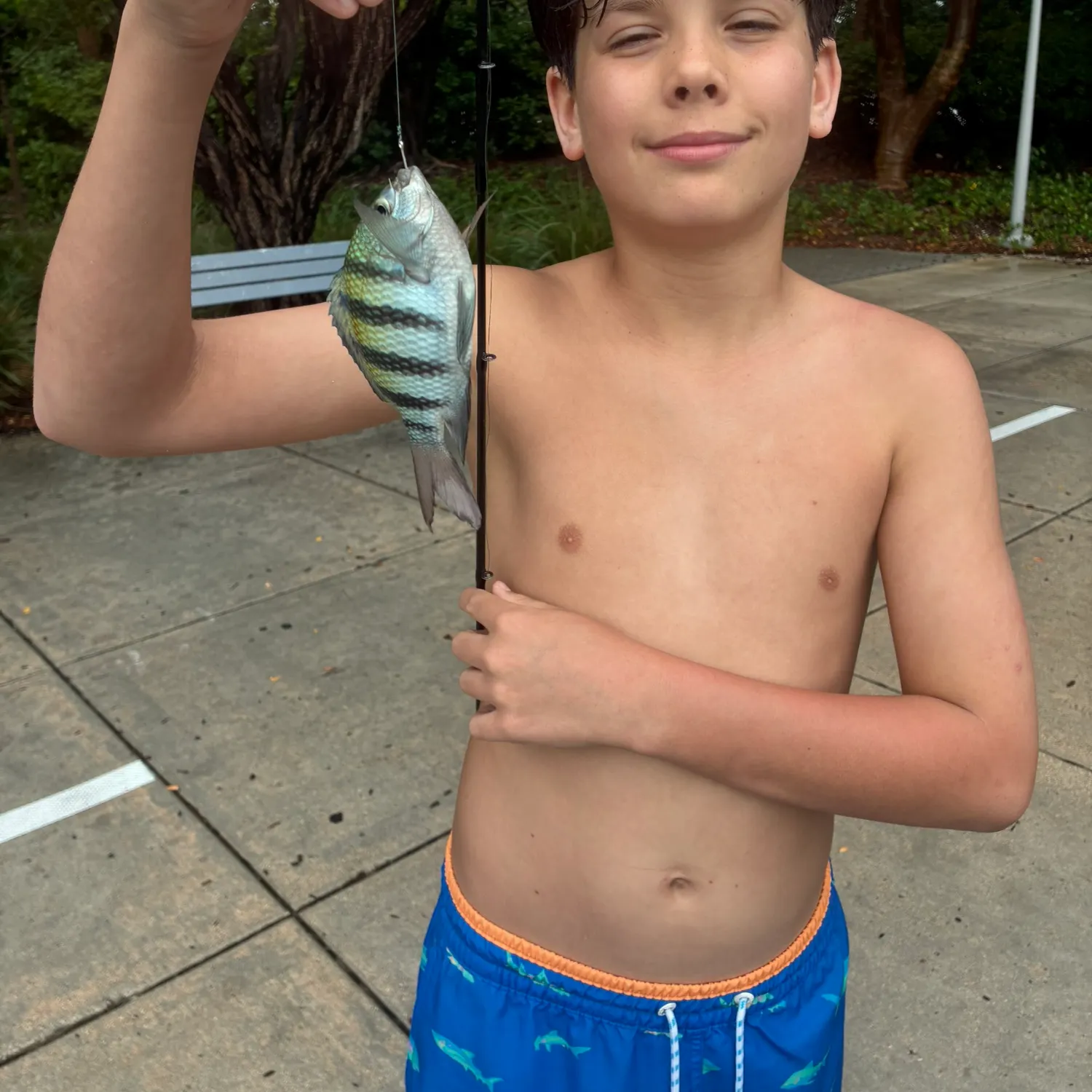 The most recent Sergeant-major catches on Fishbrain