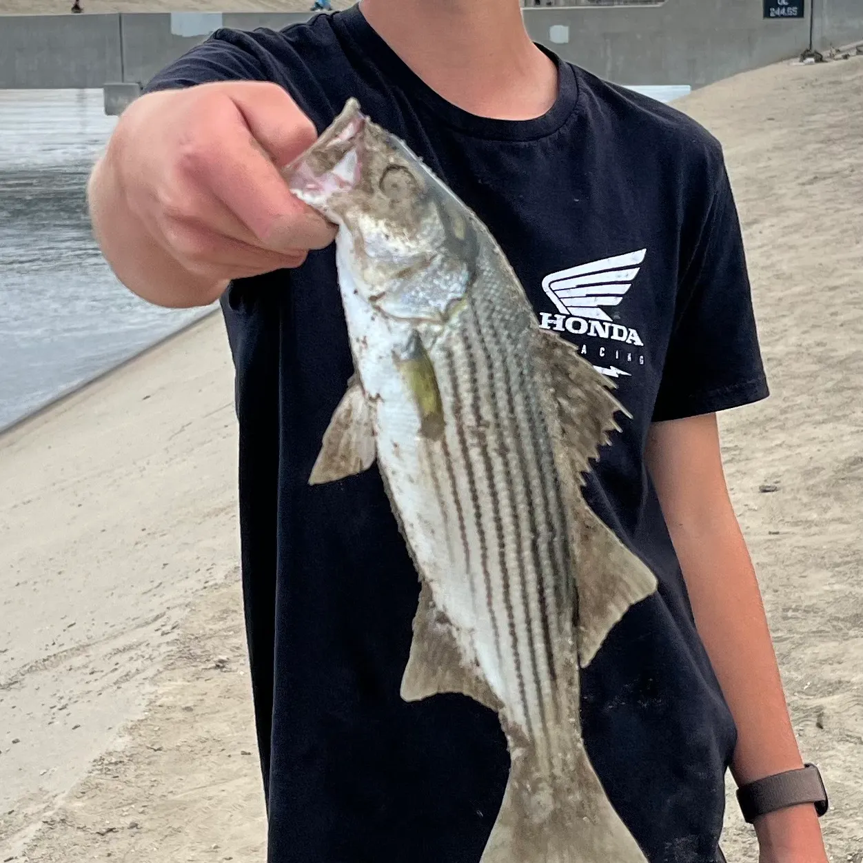 Striped bass caught on Fishbrain
