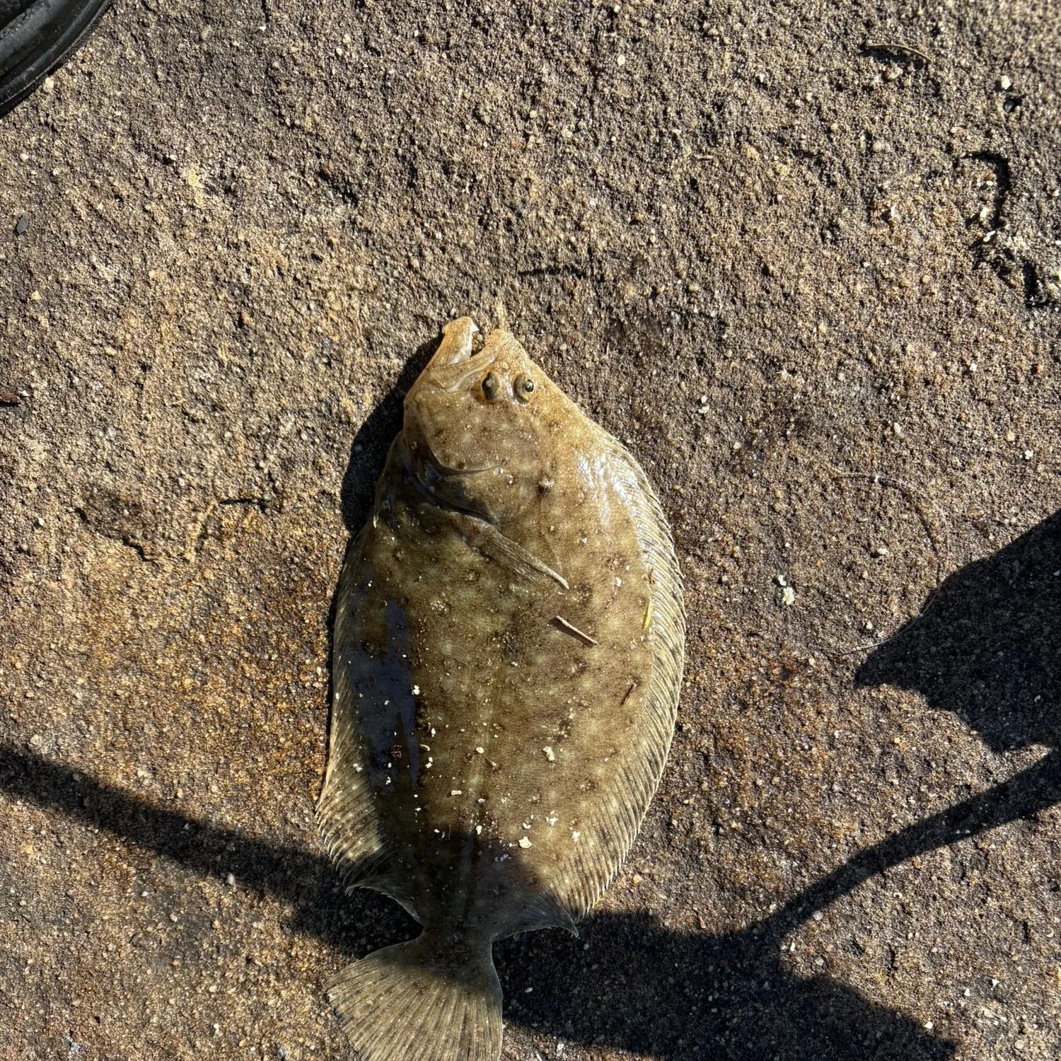 The most recent Largetooth flounder catches on Fishbrain