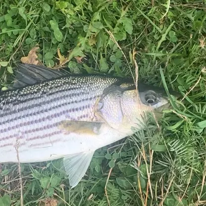 Striped bass caught on Fishbrain