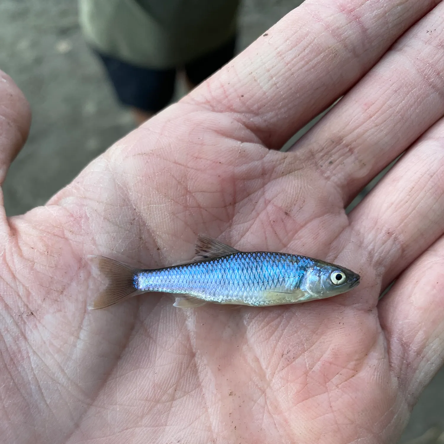 The most recent Spotfin shiner catches on Fishbrain