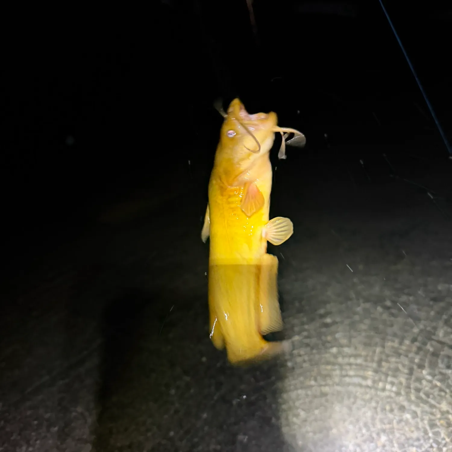Yellow bullhead caught on Fishbrain
