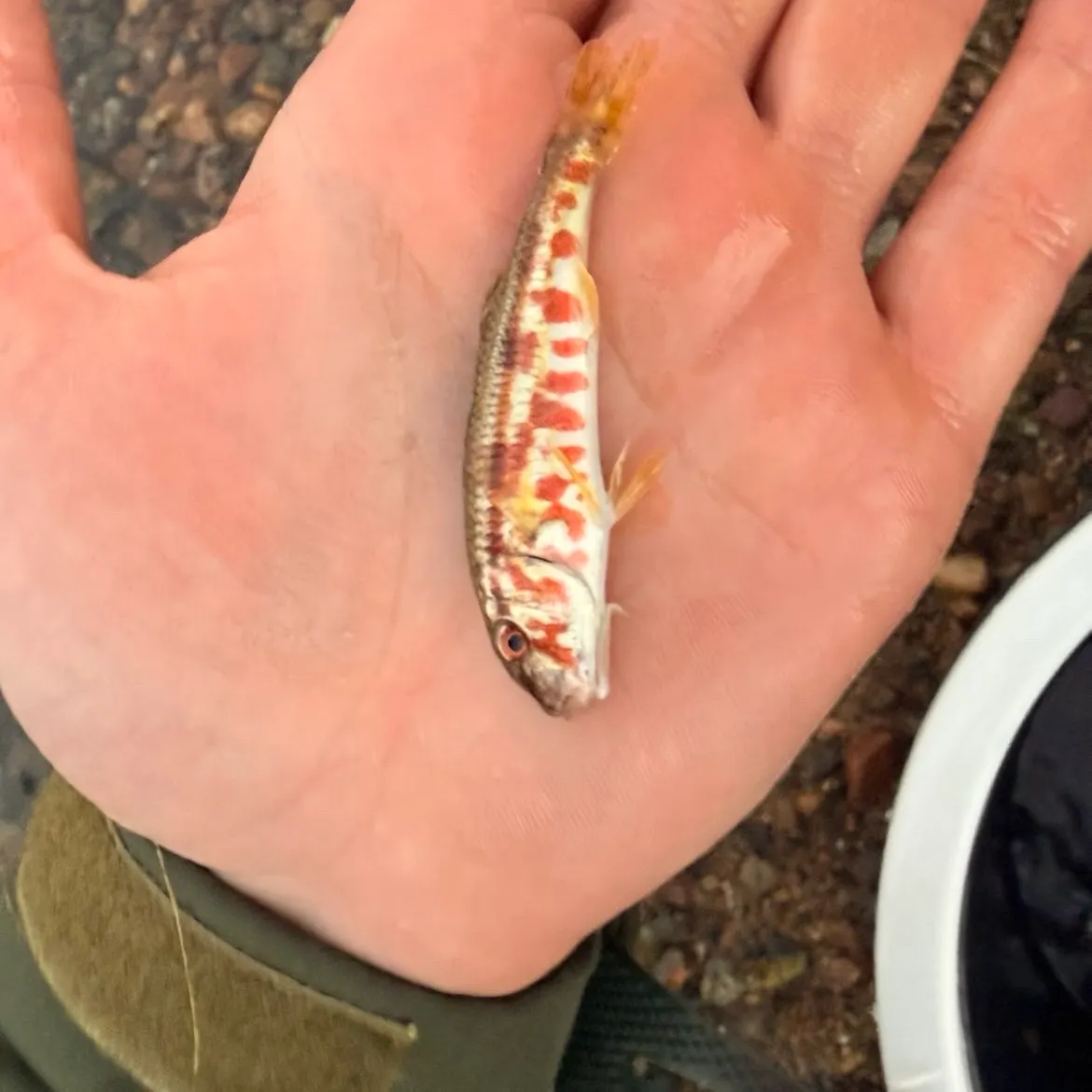 The most recent Striped red mullet catches on Fishbrain