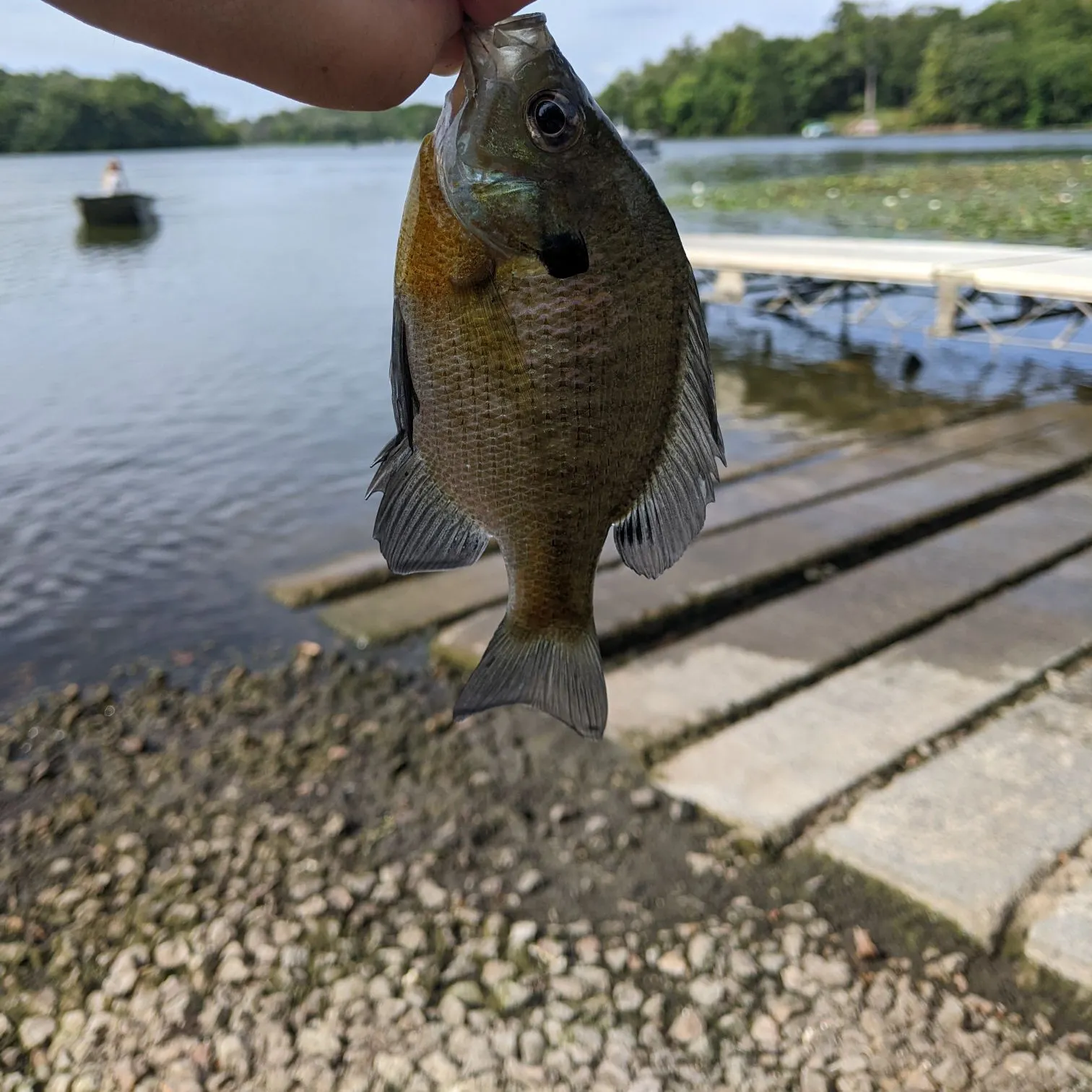 Bluegill caught on Fishbrain