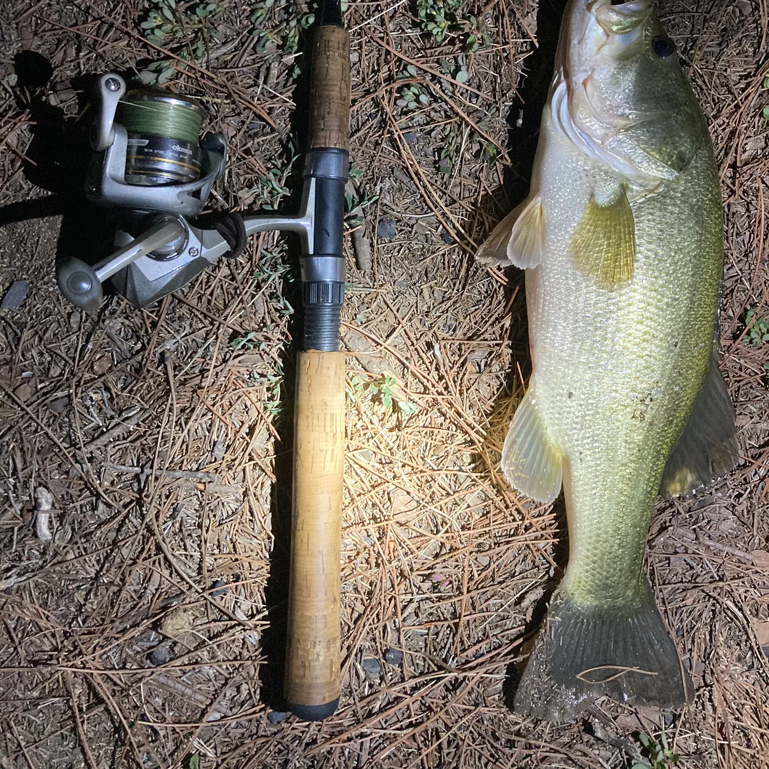 Largemouth bass caught on Fishbrain