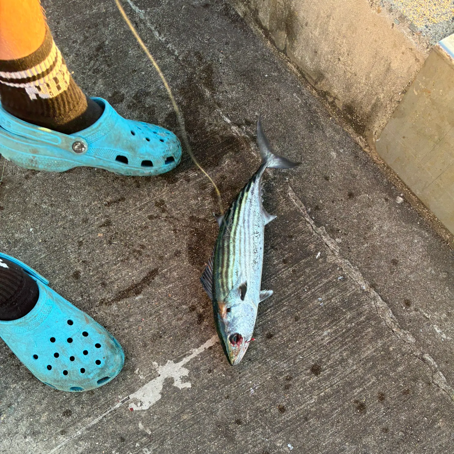 Australian bonito caught on Fishbrain