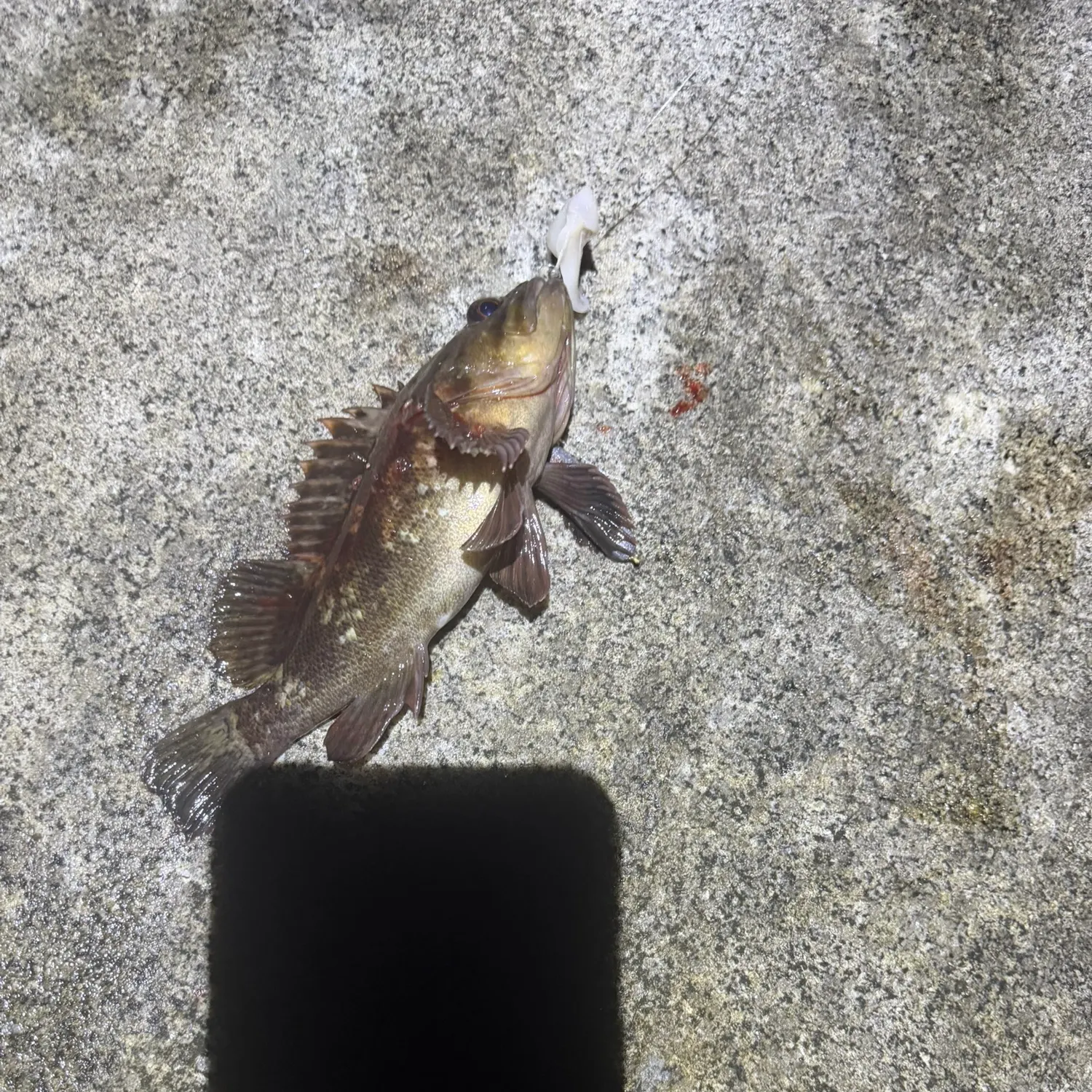 The most recent Grass rockfish catches on Fishbrain
