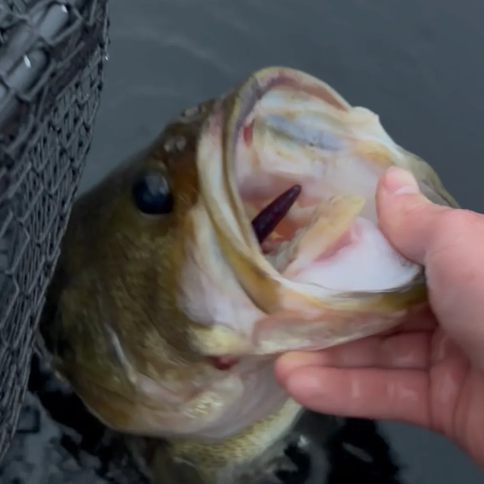 Largemouth bass caught on Fishbrain