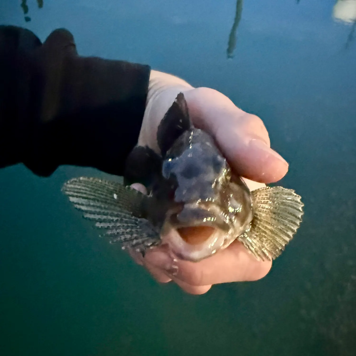 The most recent Rock greenling catches on Fishbrain