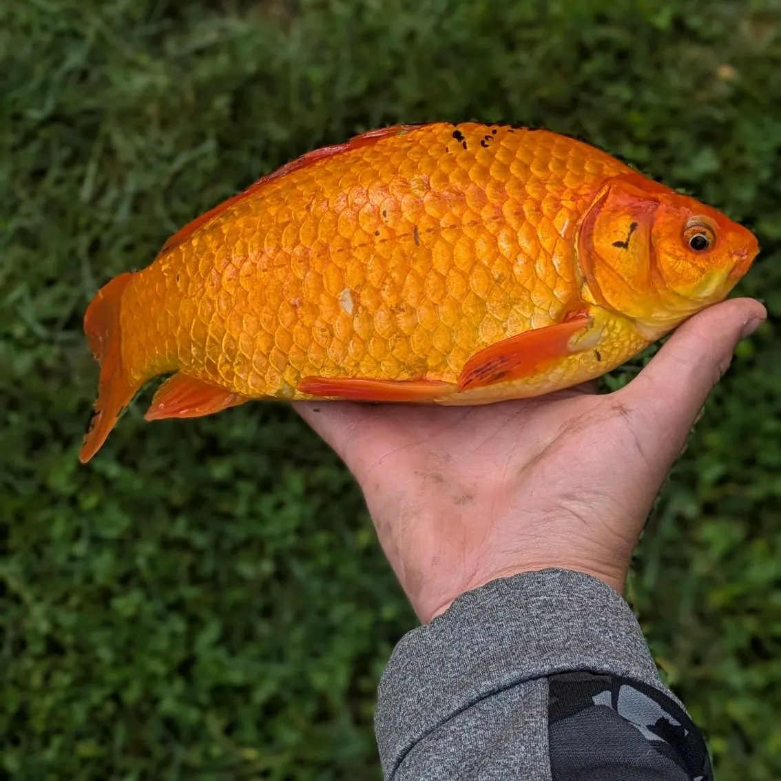 Goldfish caught on Fishbrain