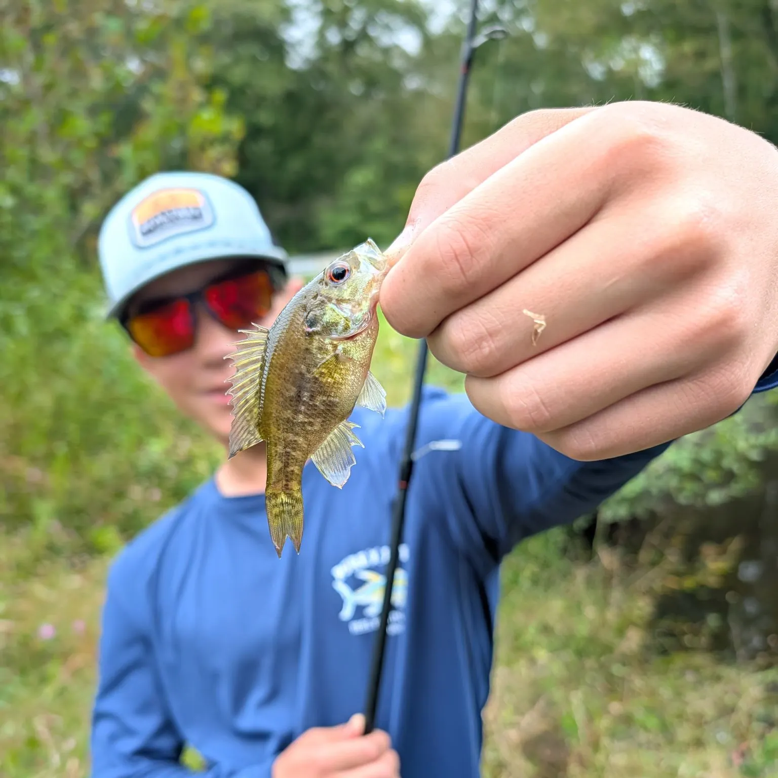Warmouth caught on Fishbrain
