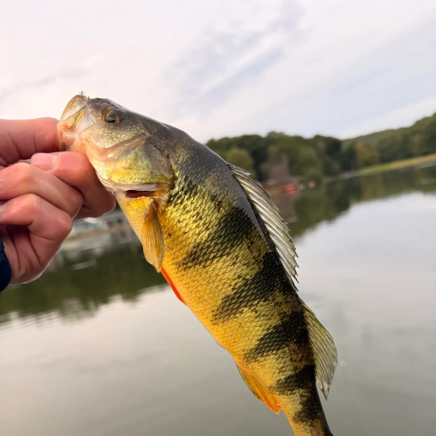 Yellow perch caught on Fishbrain