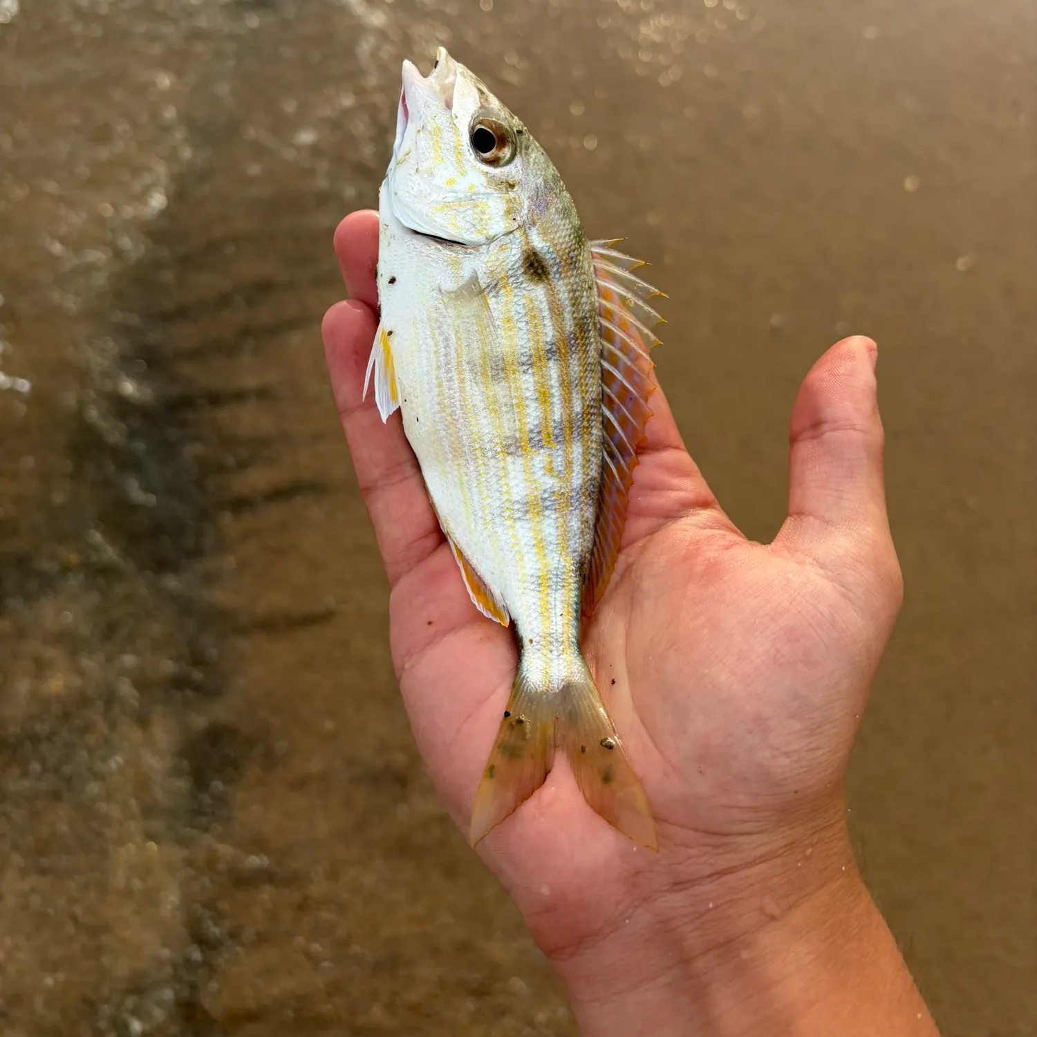 Pinfish caught on Fishbrain