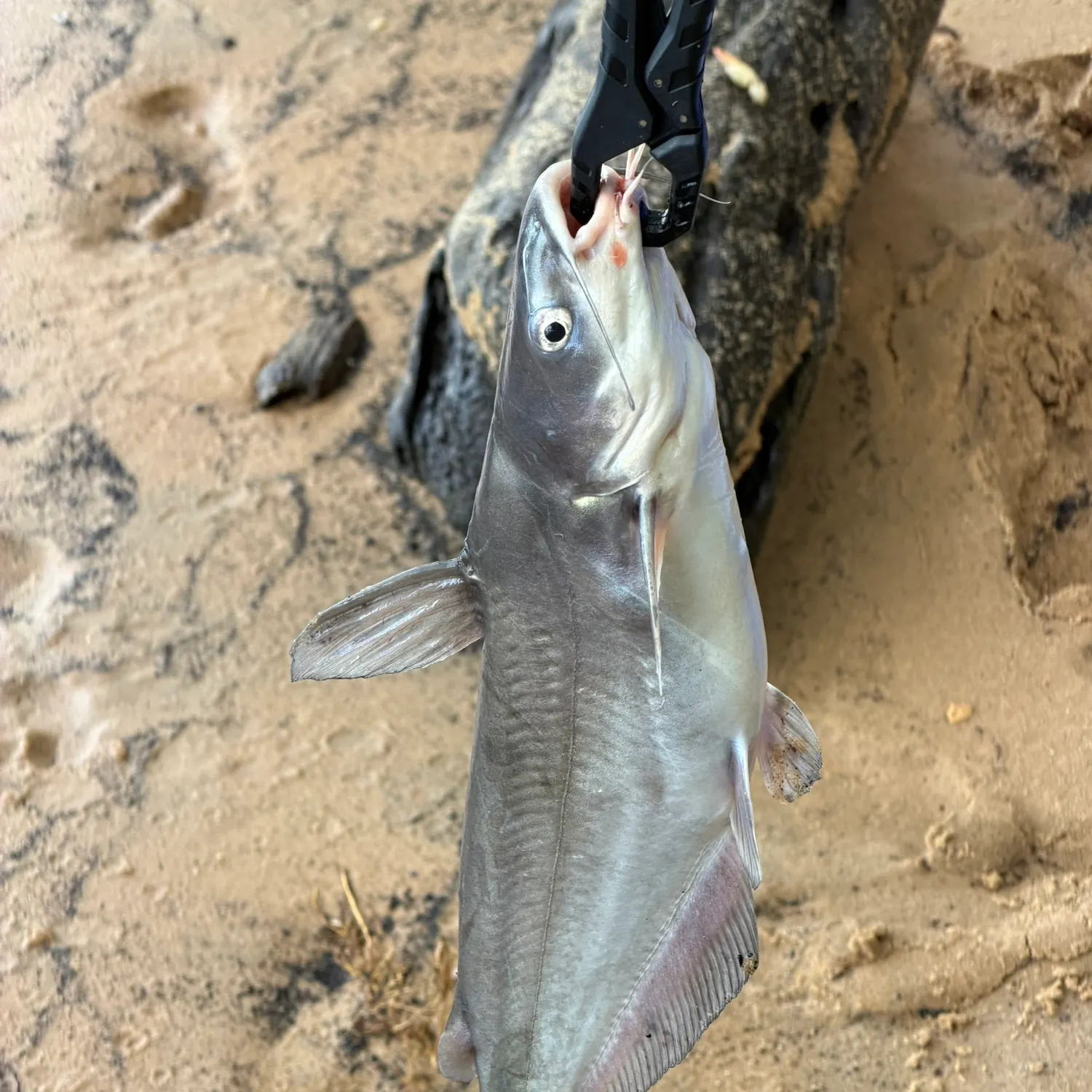 Blue catfish caught on Fishbrain